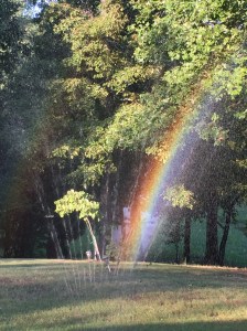 Rainbow in yard